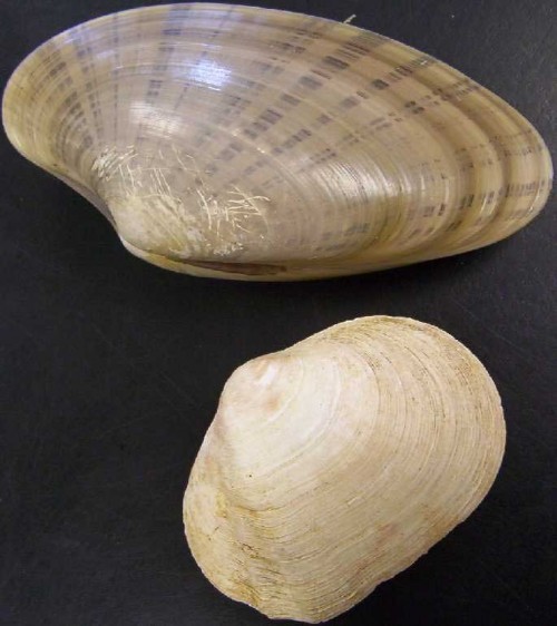 Hepar sulphur