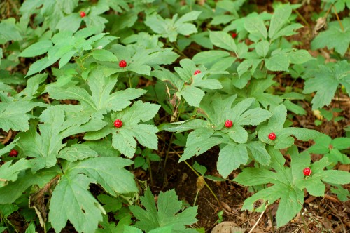 Hydrastis Canadensis (Golden Seal (HYDRASTIS))