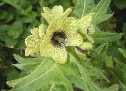 Hyoscyamus (Henbane (HYOSCYAMUS))