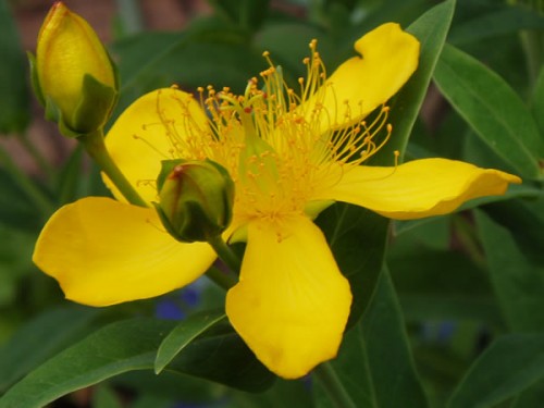 Hypericum (St. John’s-wort (HYPERICUM))