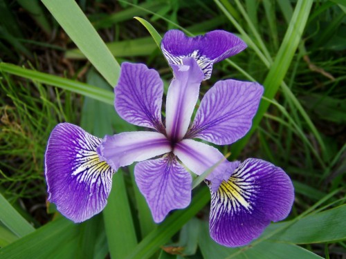 Iris versicolor (Blue Flag)