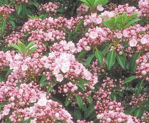 Kalmia latifolia (Mountain Laurel)