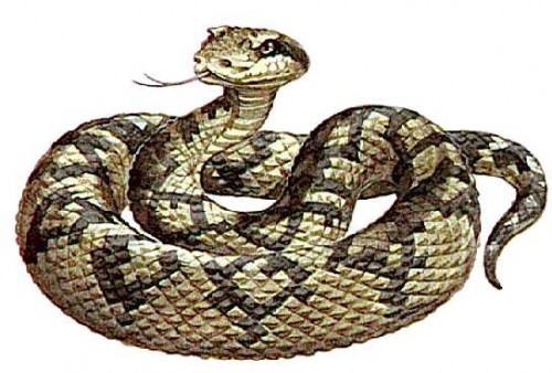 Lachesis (Bushmaster or Surucucu)