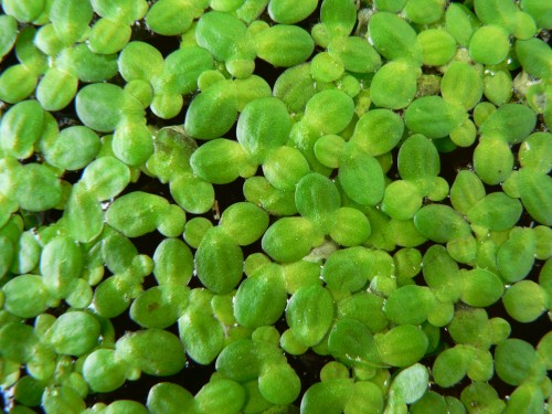 Lemna minor (Duckweed)
