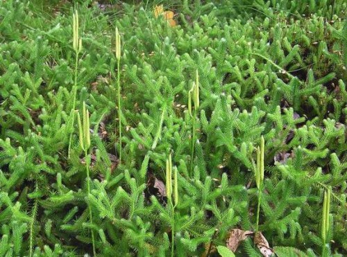 Lycopodium (Club Moss)
