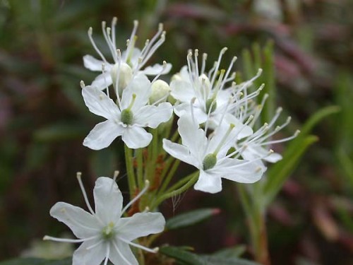 Ledum (Marsh-Tea)