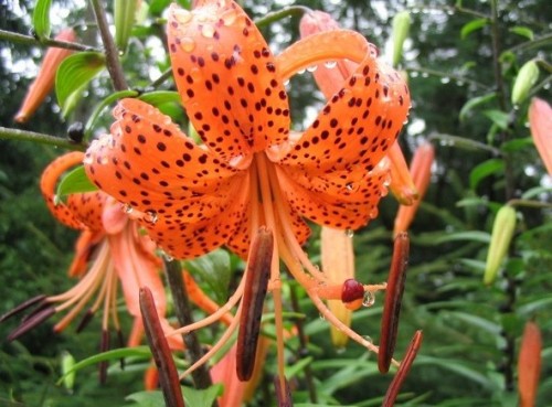 Lilium tigrinum (Tiger-lily)