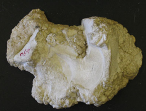 Magnesia carbonica (Carbonate of Magnesia)