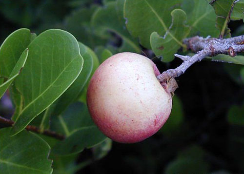 Mancinella (Hippomane-Manganeel Apple)