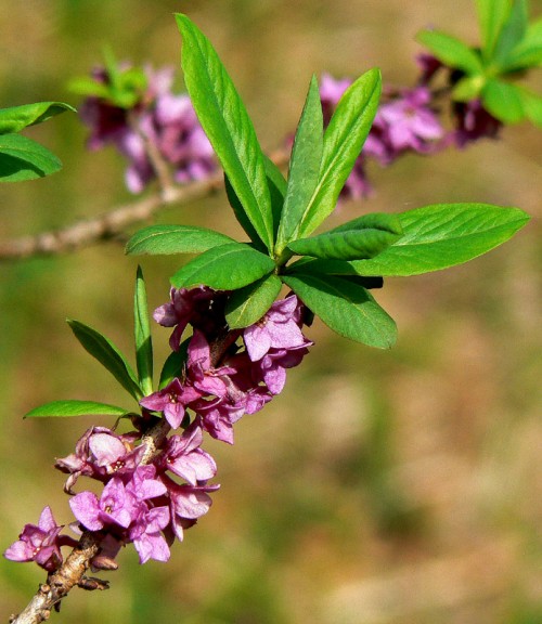 Mezereum (Spurge Olive)