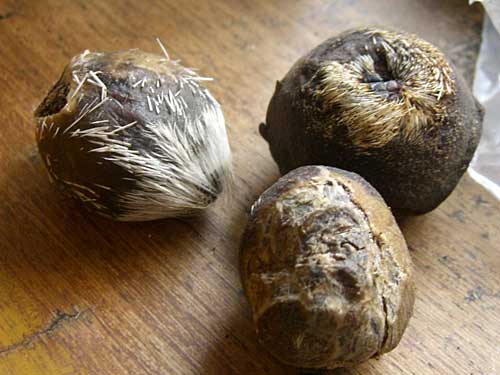 Moschus (Musk)