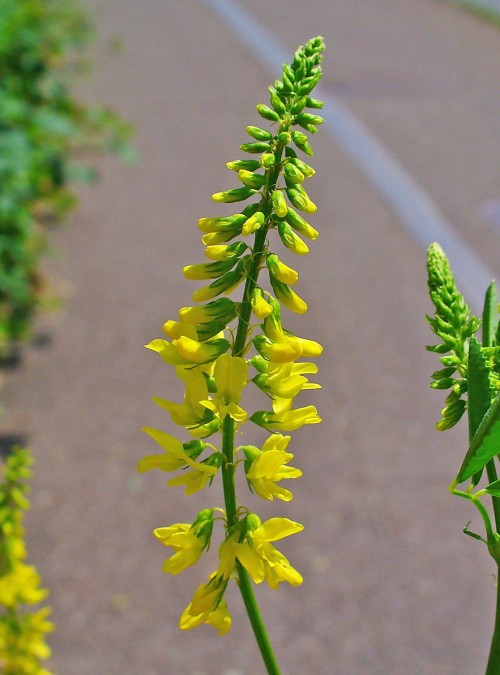 Melilotus officinalis