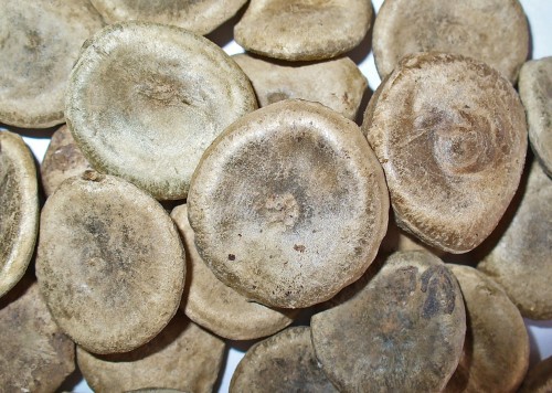 Nux vomica (Poison-nut)