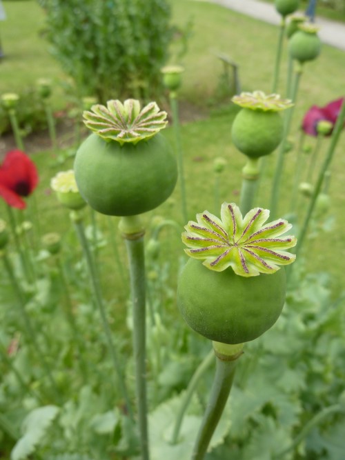 Opium