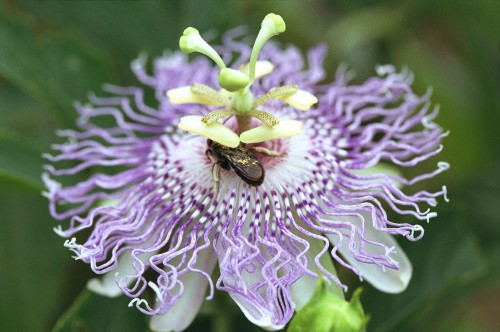 Passiflora incarnata (Passion-flower)