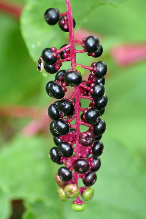 Phytolacca (Poke-root)