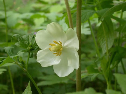 Podophyllum (May-apple)