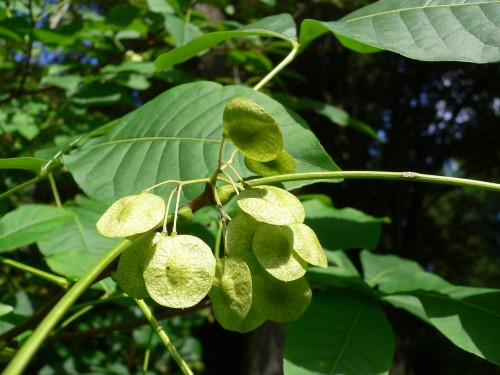 Ptelea (Wafer-ash)