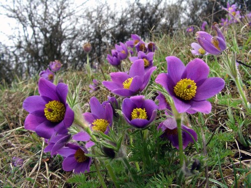 Pulsatilla (Wind Flower)