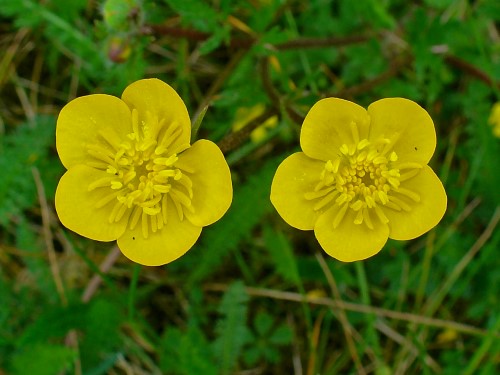 Ranunculus bulbosus (Buttercup)