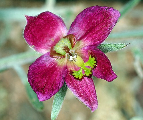 Ratanhia (Krameria-Mapato)