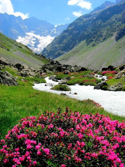 Rhododendron (Snow-rose)
