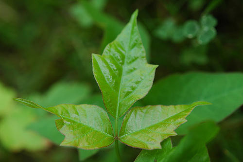 Rhus toxicodendron (Poison-ivy)