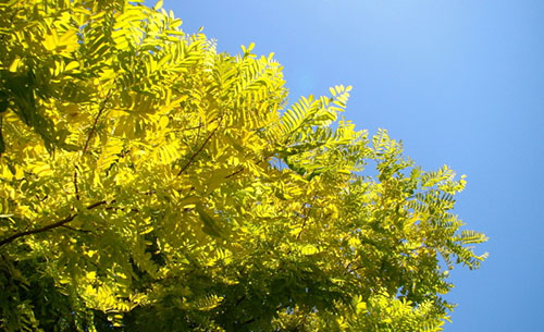 Robinia (Yellow Locust)