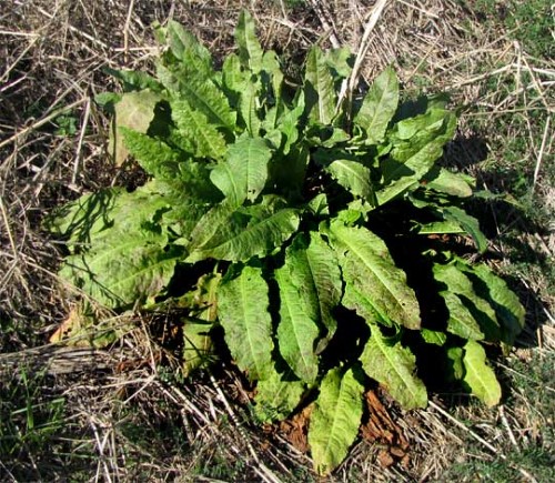 Rumex Crispus (Yellow Dock)