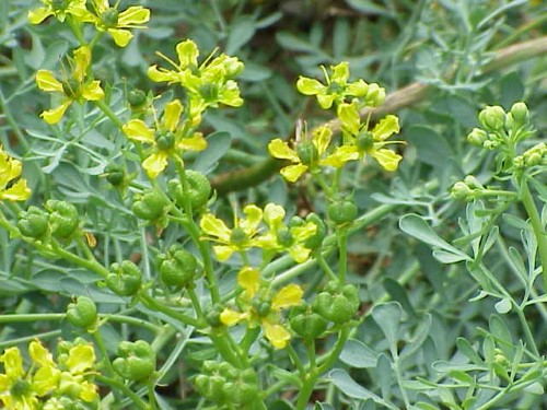 Ruta (Rue-bitterwort)