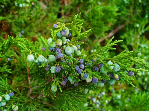 Sabina (Savine)