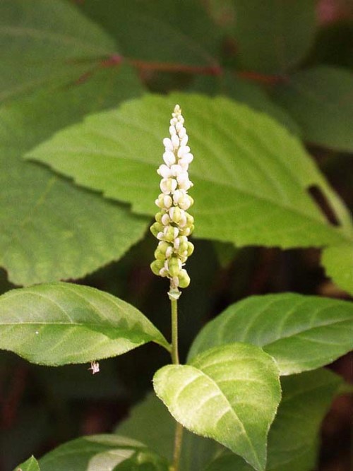 Senega (Snakewort)