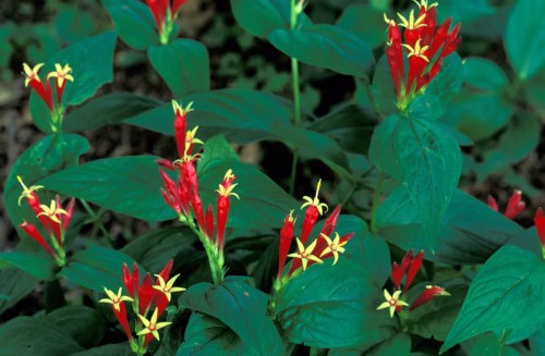 Spigelia (Pinkroot)