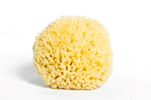Spongia (Roasted Sponge)