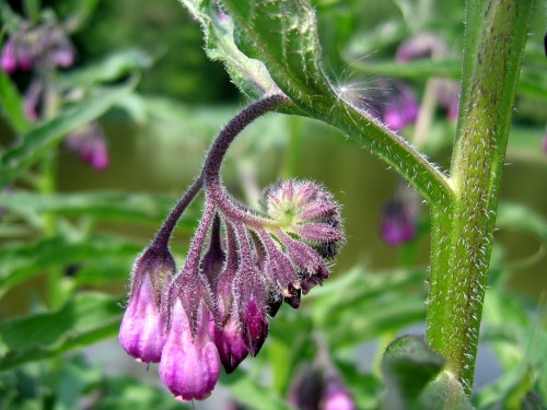 Symphytum (Comfrey-Knitbone)