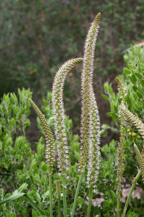 Sabadilla (Cevadilla Seed. Asagraea Officinalis)