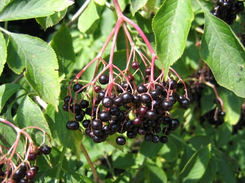 Sambucus nigra (Elder)
