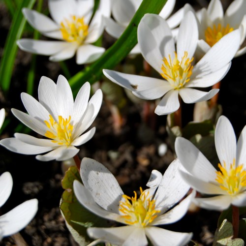 Sanguinaria (Blood Root)
