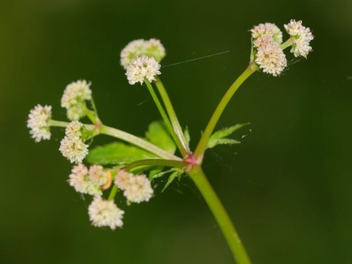 Sanicula