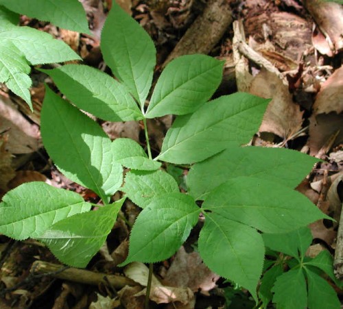 Sarsaparilla (Smilax)