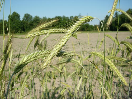 Secale (Ergot (CLAVICEPS PURPUREA))