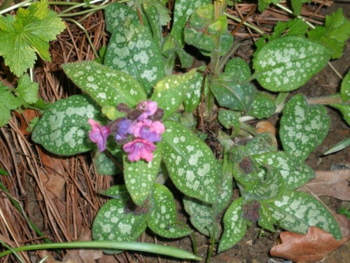 Sticta Pulmonaria (Lungwort (STICTA))