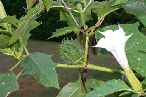 Stramonium (Thorn-apple)