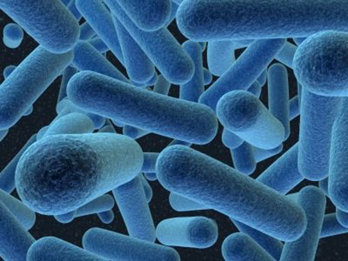 Syphilinum (The Syphilitic Virus – A Nosode)