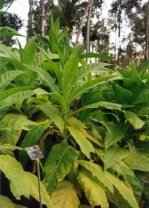 Tabacum (Tobacco)