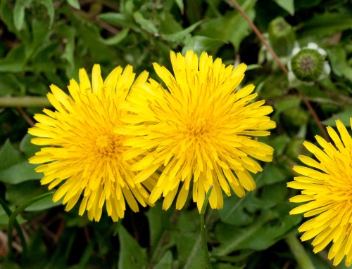 Taraxacum officinale (Dandelion)