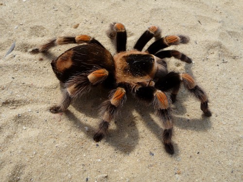 Tarentula cubensis (Cuban Spider)