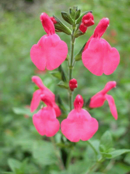 Teucrium Marum Verum (Cat-thyme (TEUCRIUM MARUM))