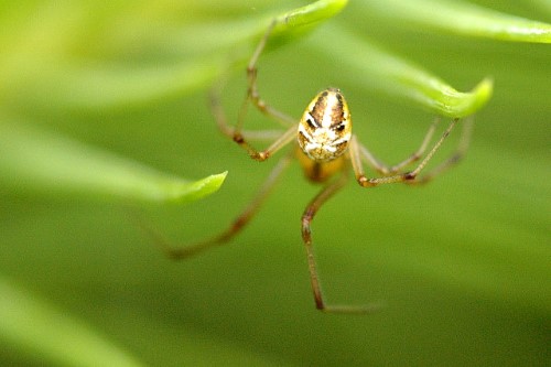 Theridion (Orange-spider)
