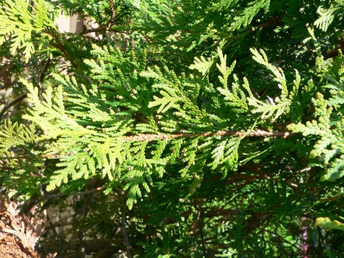 Thuja (Arbor vitae)